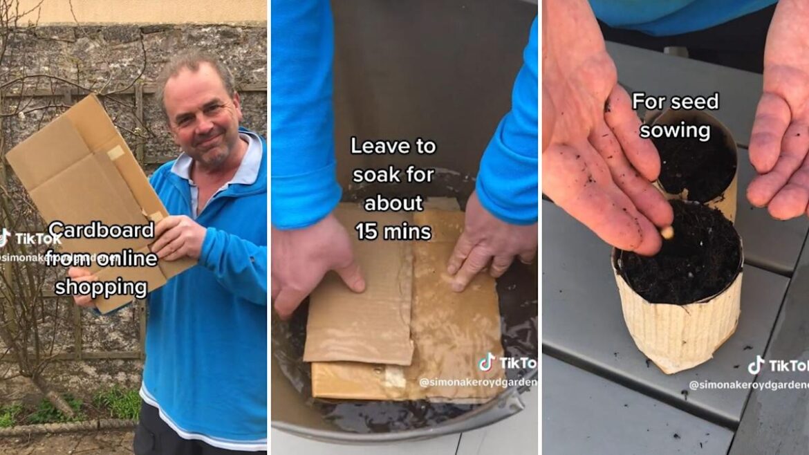 Gardener shares clever hack on how to grow new plants without repotting anything: ‘Thinking outside the box’ Gardener shares clever hack on how to grow new plants without repotting anything: 'Thinking outside the box'