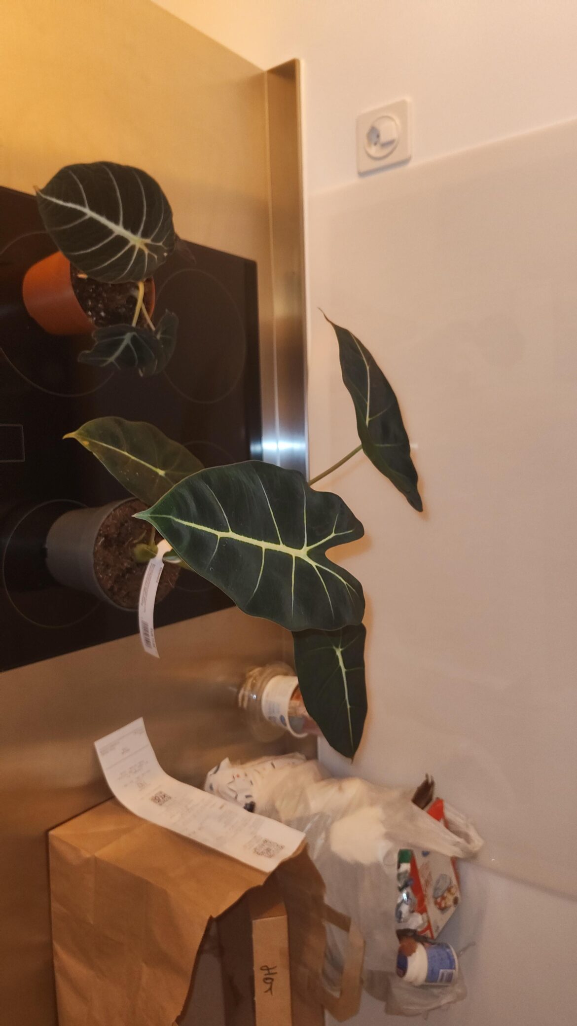 New Family members :$