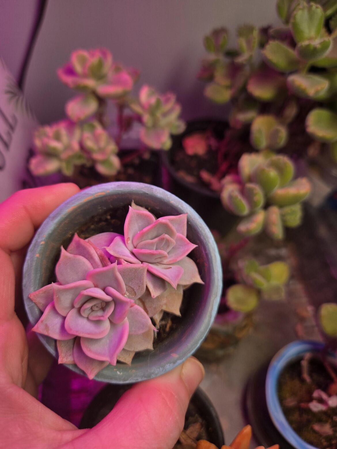 My twins, grown from a fallen mystery leaf i found on the nursery ground