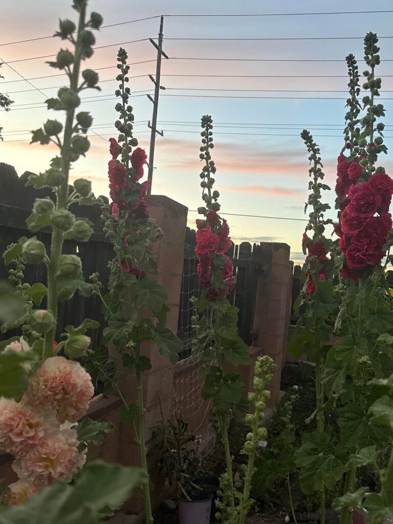 Hollyhocks I grew last year