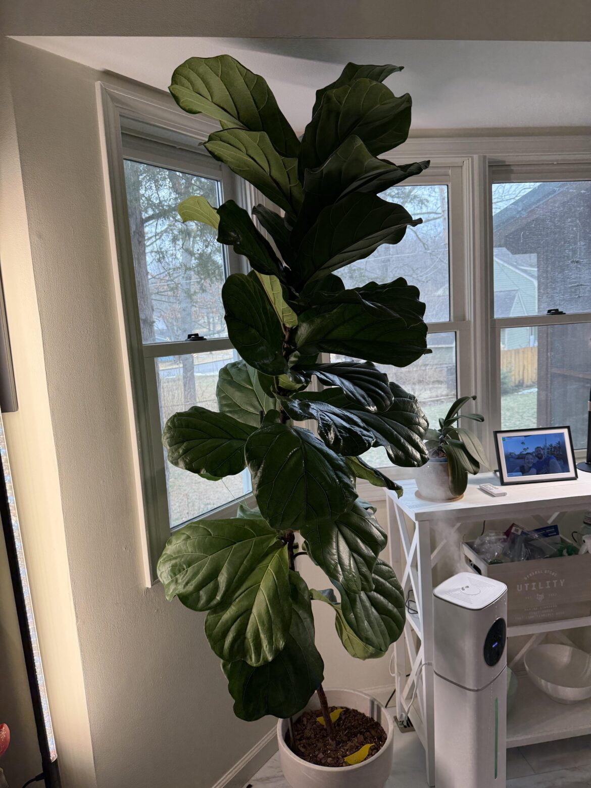 FLF Enjoying winter.