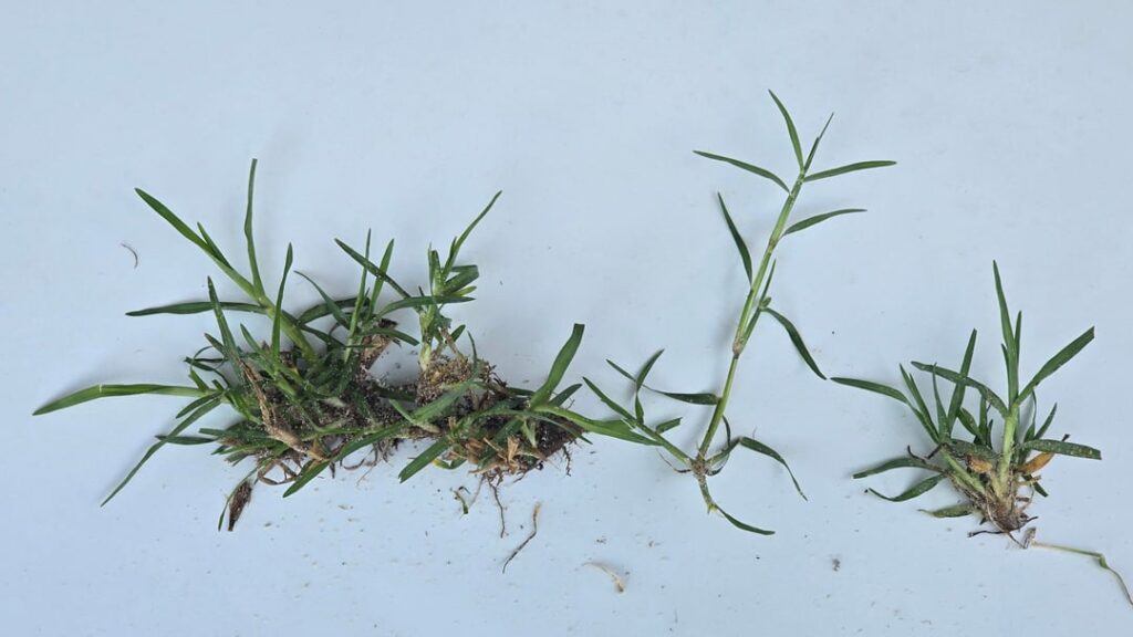 Does this look like Kik in my couch lawn? Australia