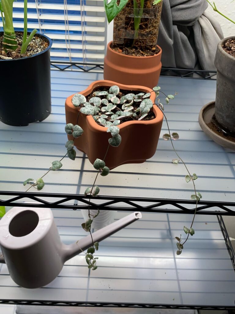 Anyone know what causes this? (VSOH)