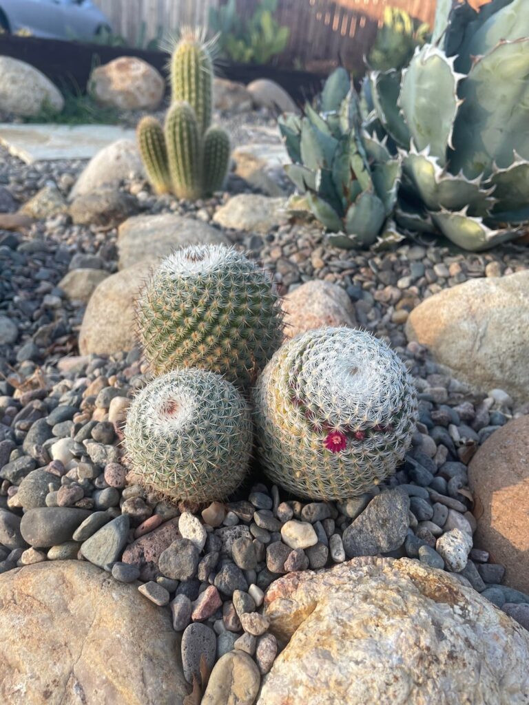 1 year later for mammillaria