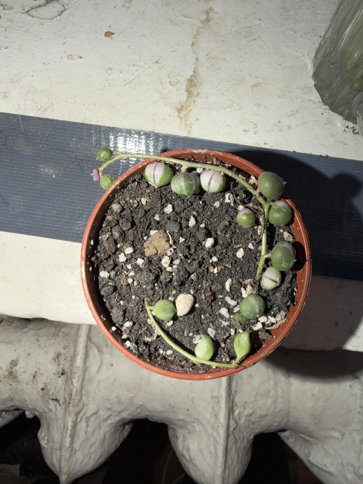 Is thins pink varigation?