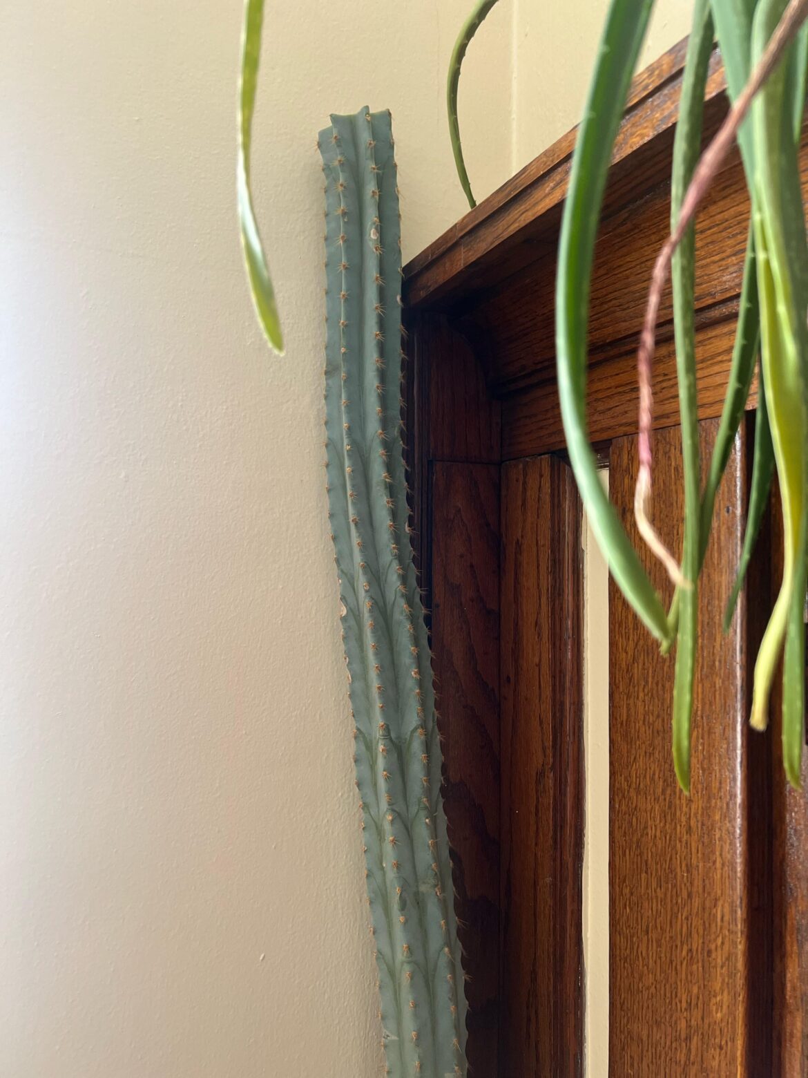 Sick cactus Sick cactus