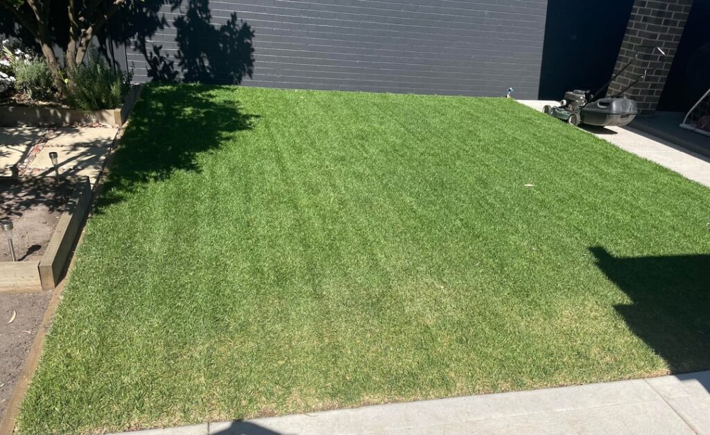 Yellow patch in kikuyu