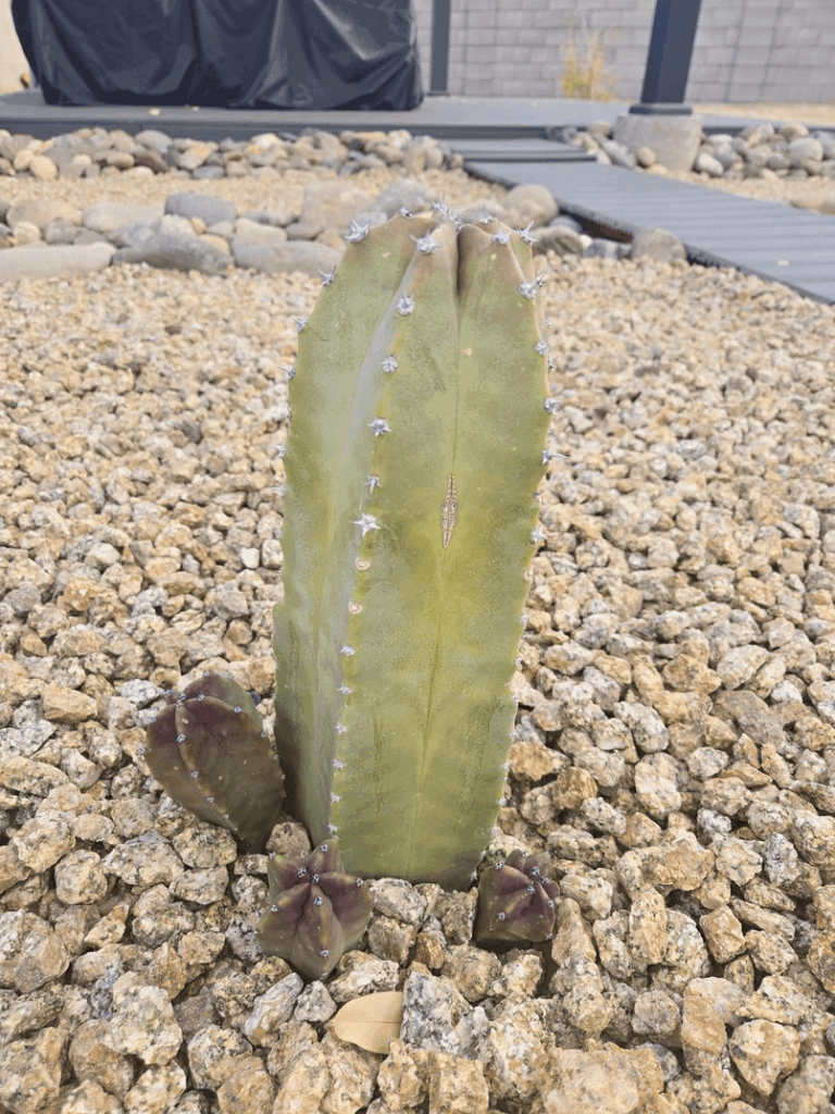 What's going on with my cactus?