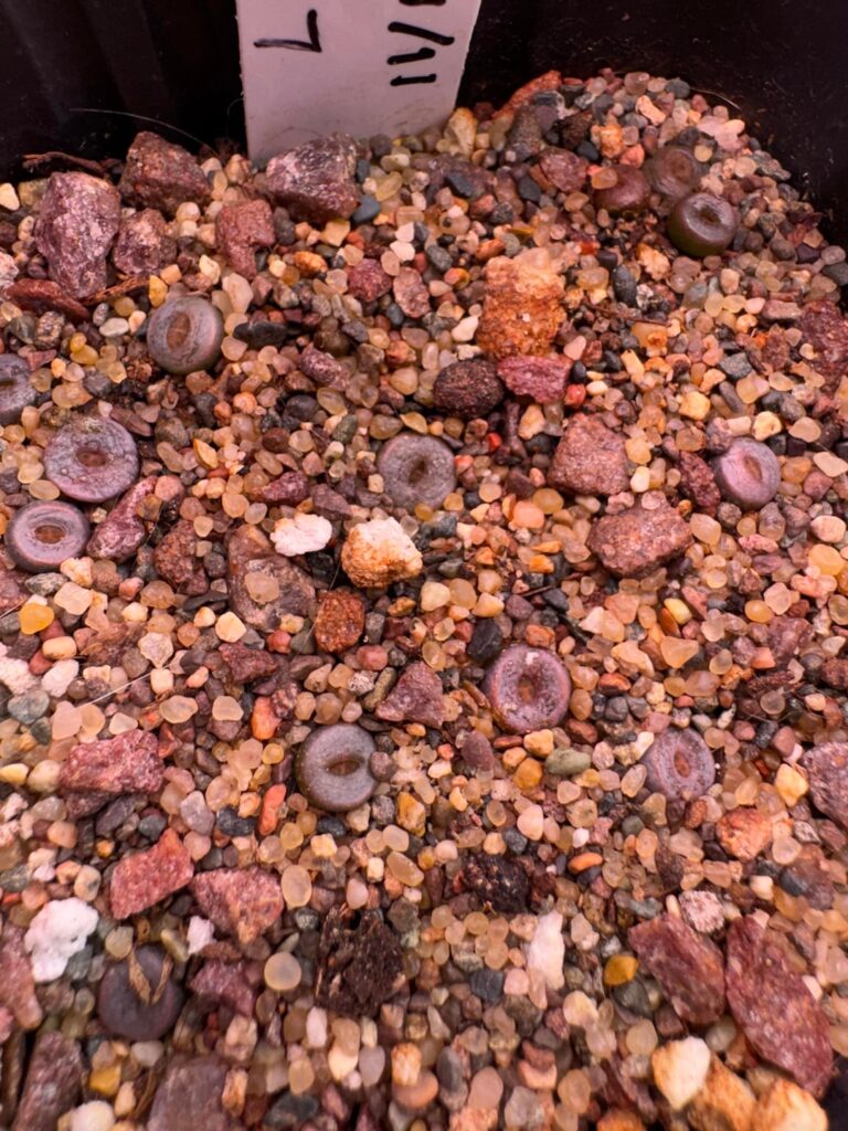 Lithops seedlings: next steps?