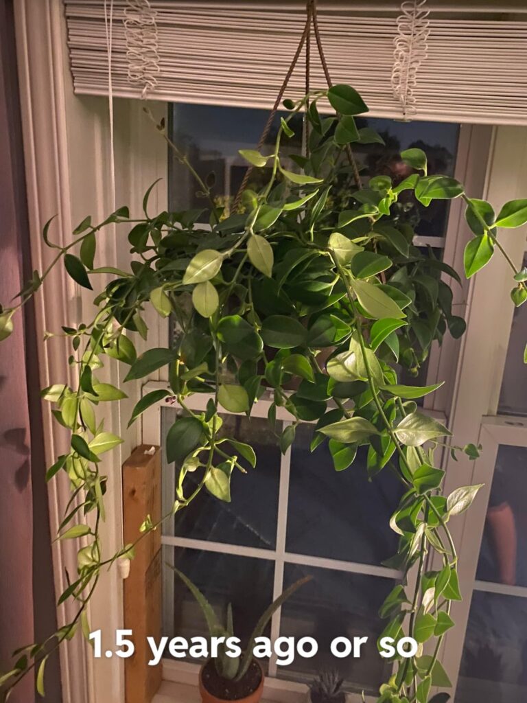 Whats been happening to my poor Mona Lisa Lipstick Plant? :(