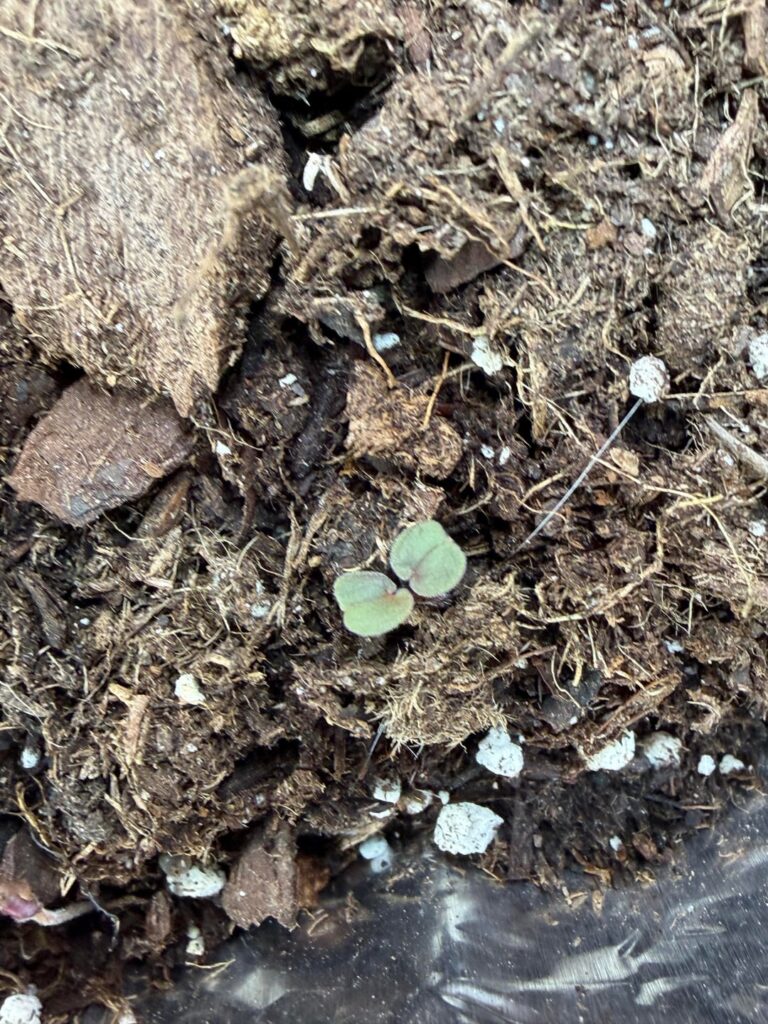 It got freezing cold after a pretty mild week. My first batch of 60-day strats reached their 60 days, so I brought them inside to be safe and put them under a grow light just to be safe. I got super excited…. but then realized it’s probably all the Carolina cranesbill I dropped last summer :’) It got freezing cold after a pretty mild week. My first batch of 60-day strats reached their 60 days, so I brought them inside to be safe and put them under a grow light just to be safe. I got super excited…. but then realized it’s probably all the Carolina cranesbill I dropped last summer :’)