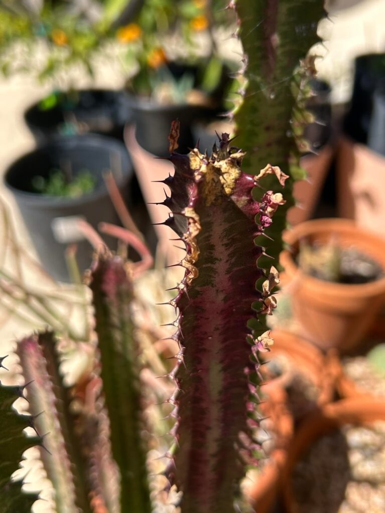 Had a cold front come in and had trigona in the garage. Are these tips cooked or can they be rehabbed