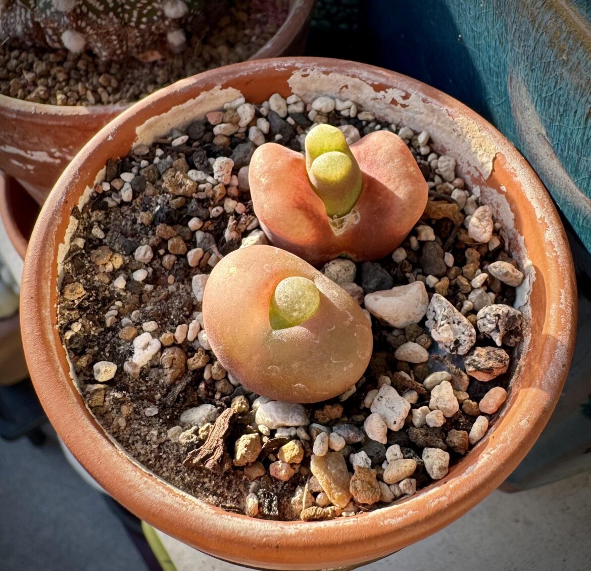 Maughanii, I mean, is this even normal? Lol