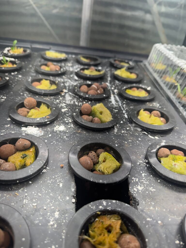 What is destroying my spinach seedlings overnight