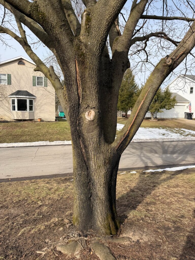 New Homeowner: Best Way to Prune Branches without Damaging Tree