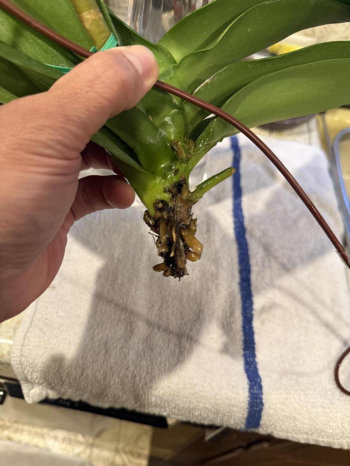 Is this too far gone to save ?