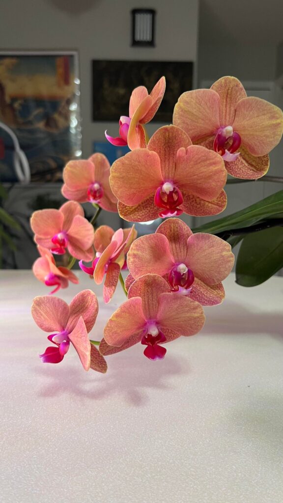 Proud orchid parent