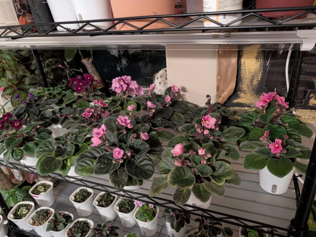 I think the new grow lights might be working...