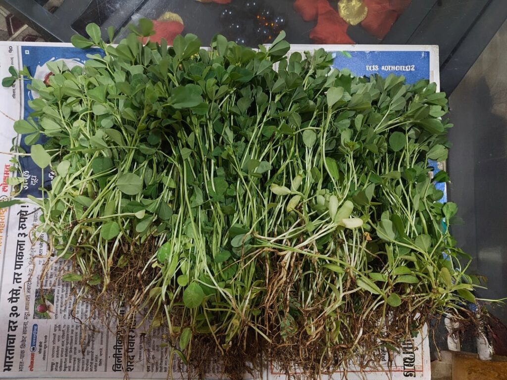 First ever Fenugreek harvest.