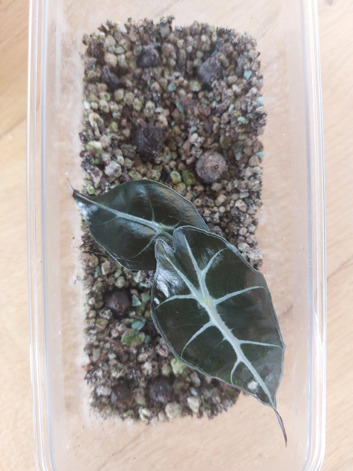 MY FIRST EVER CORMS ❤️❤️