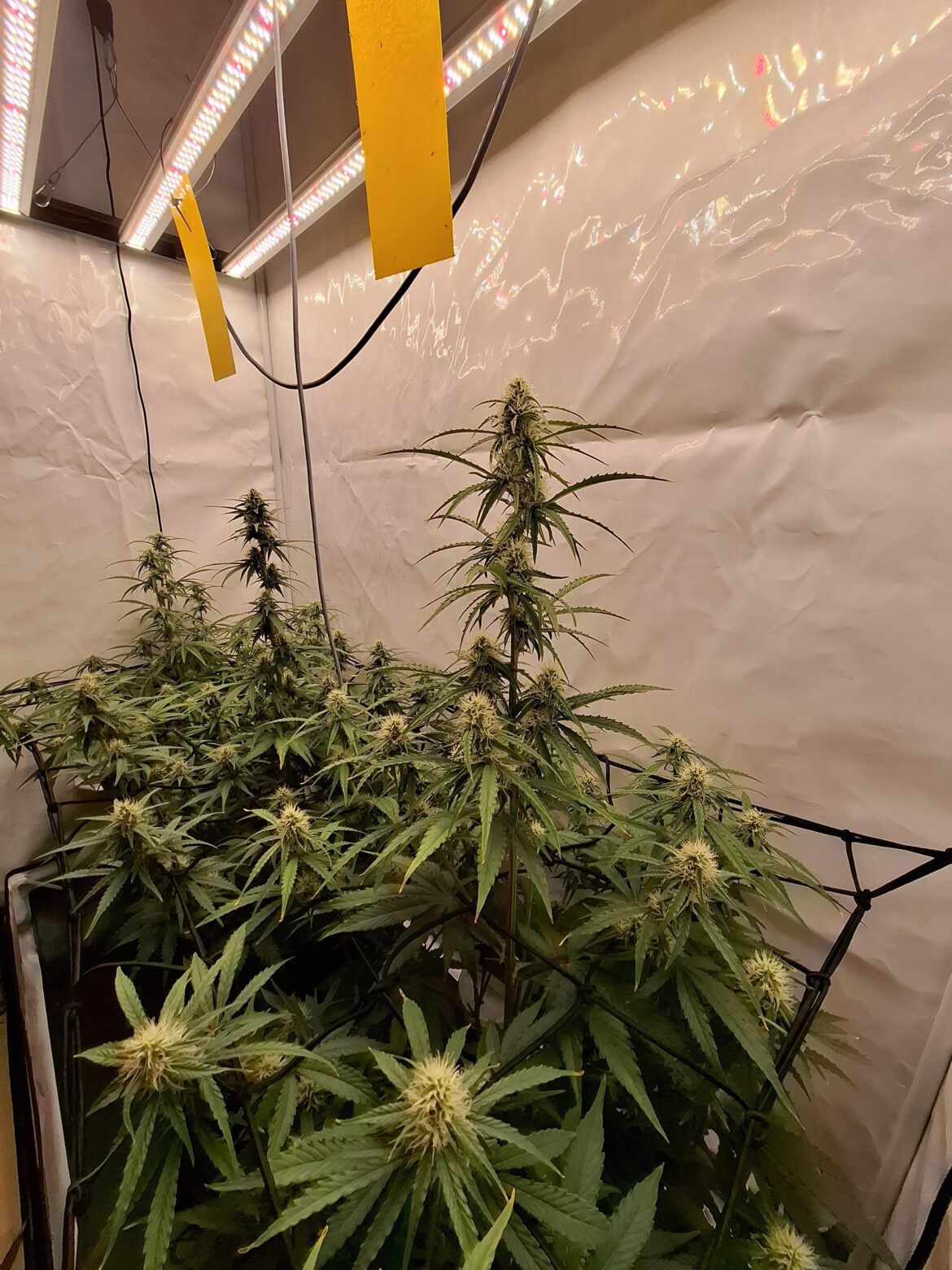 Orion f1 and deadryder