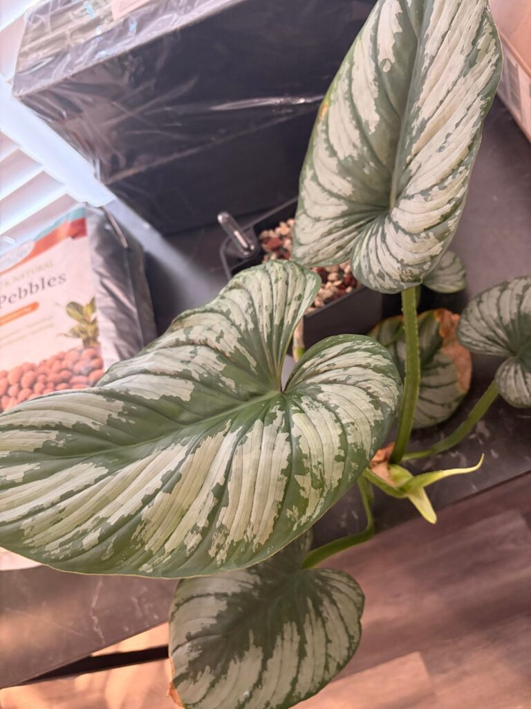 Should I chop and prop this Mamei before I repot it? Should I chop and prop this Mamei before I repot it?
