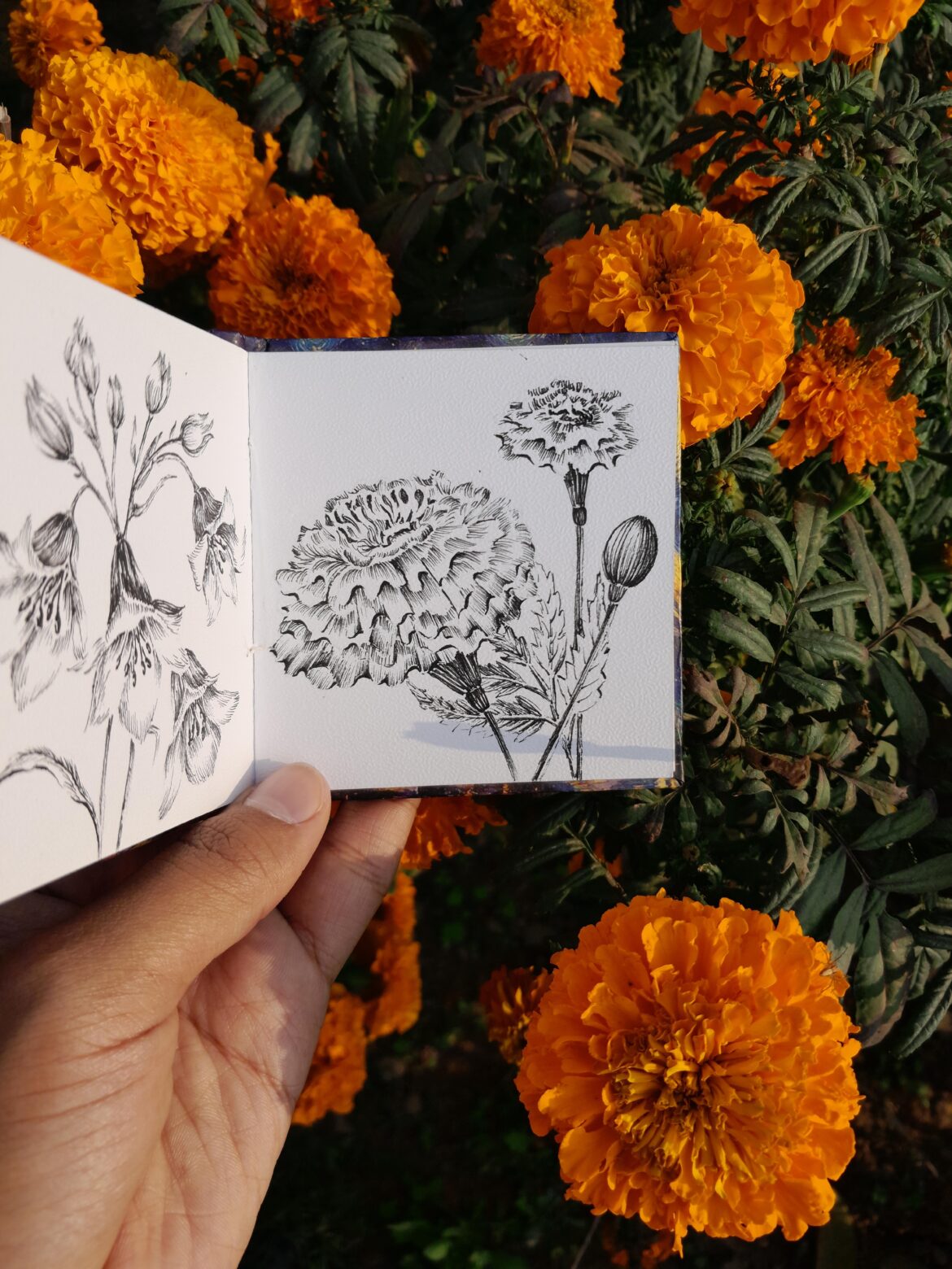 Beauty of marigold 🌼