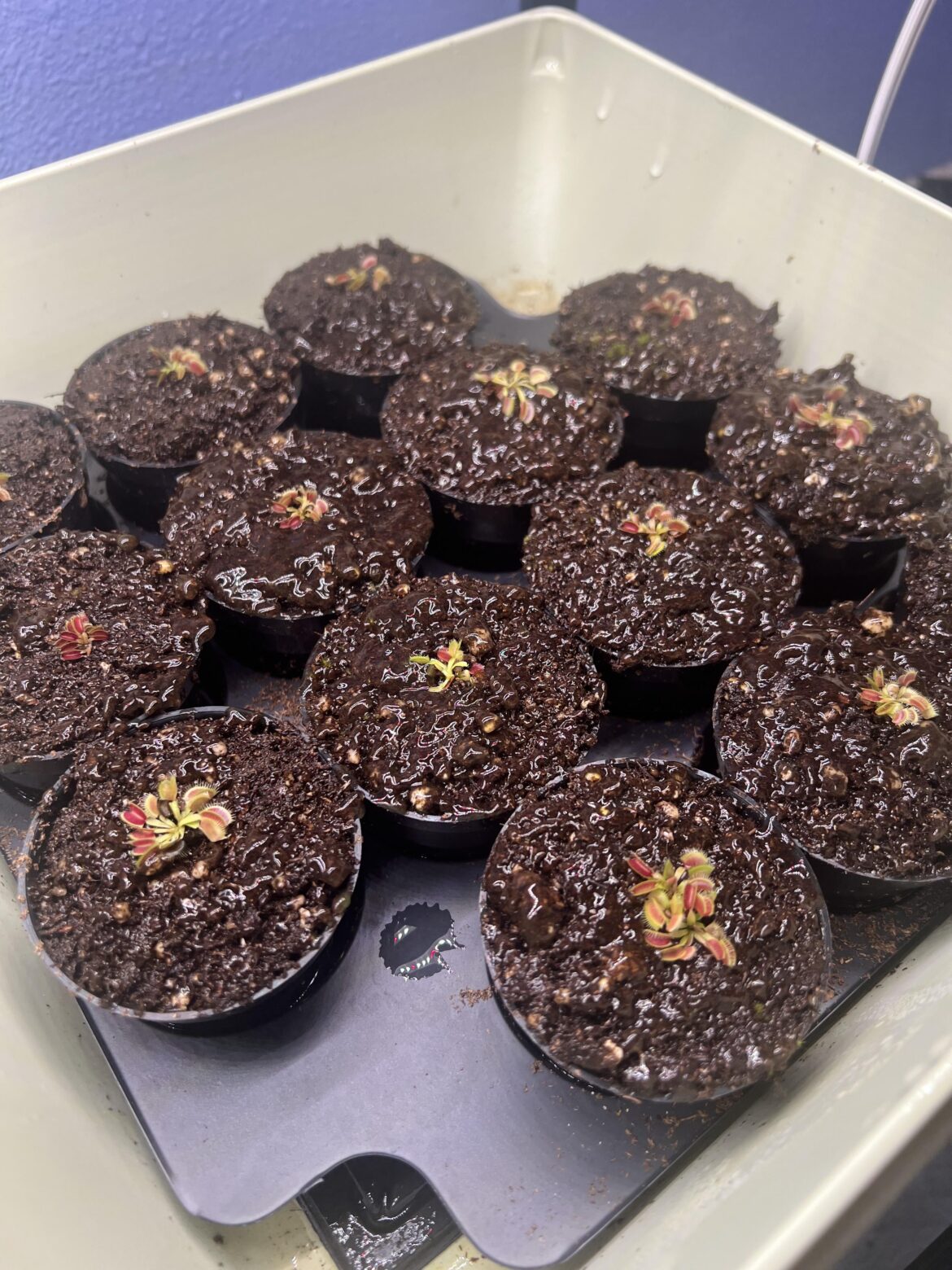 Help getting rid of clear slime