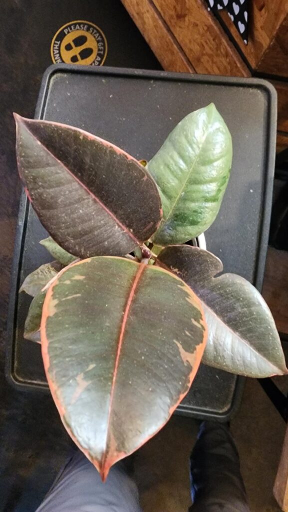 Is this a rubber plant?