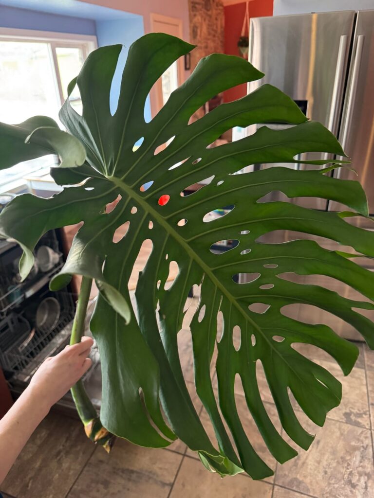 Help With Cutting!