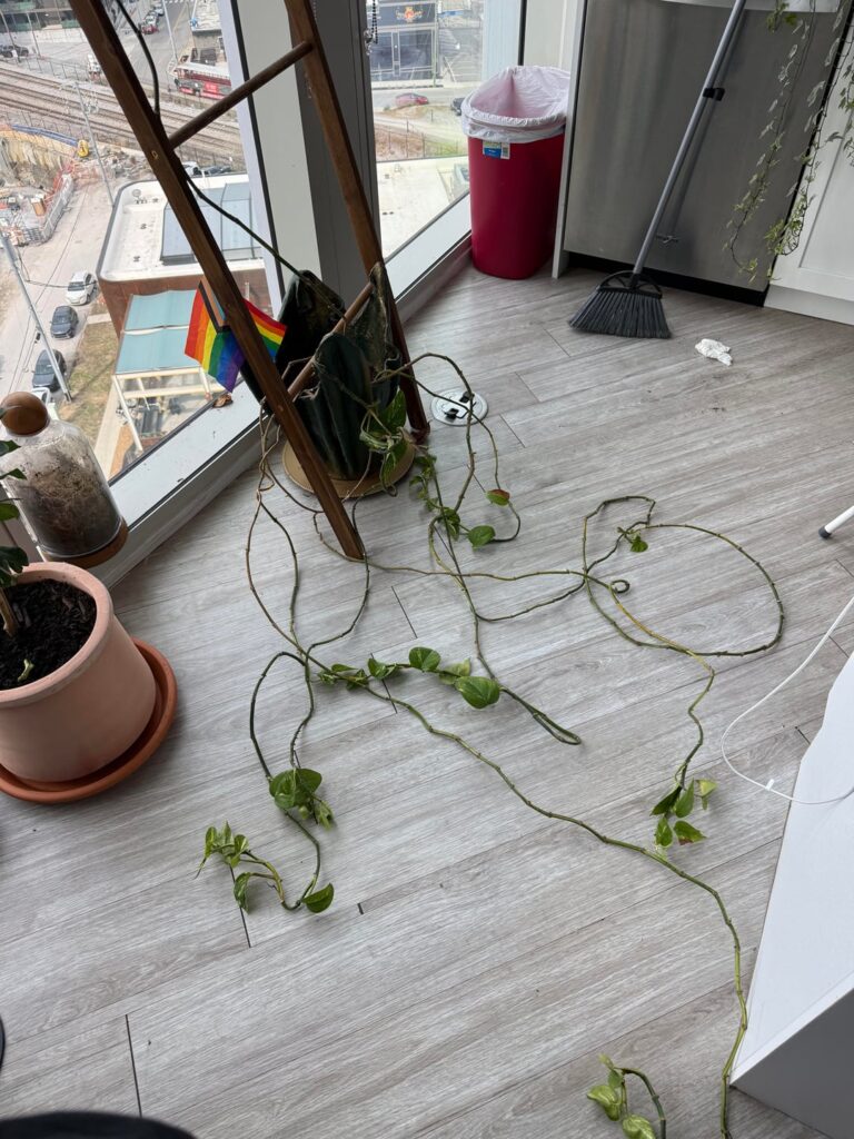 Should I cut up my pothos or upsize and wrap leggy vines?