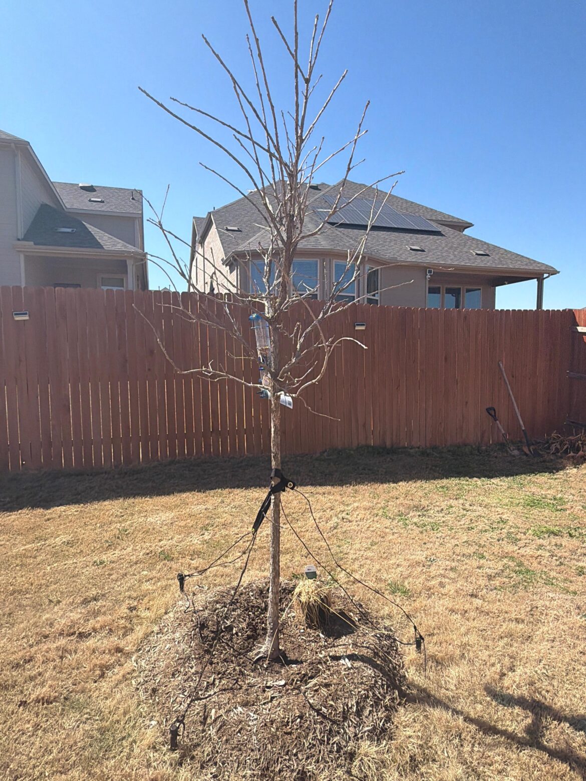 Is my Burr Oak Tree Dead? Is my Burr Oak Tree Dead?