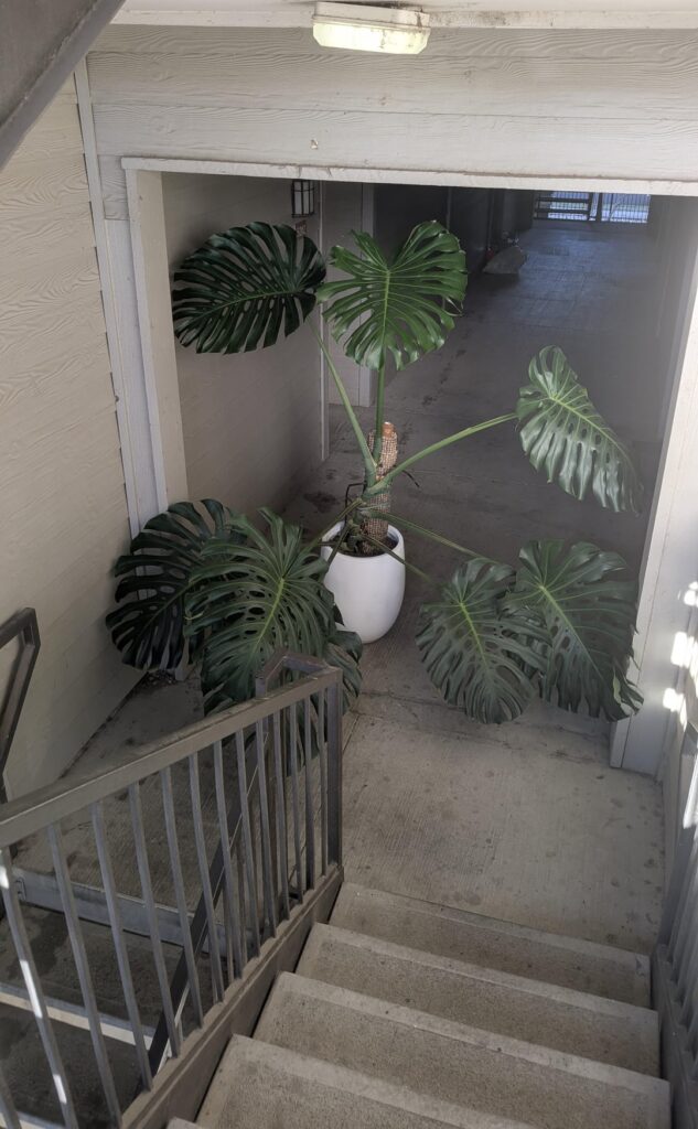 Moving with a Monstera is hard