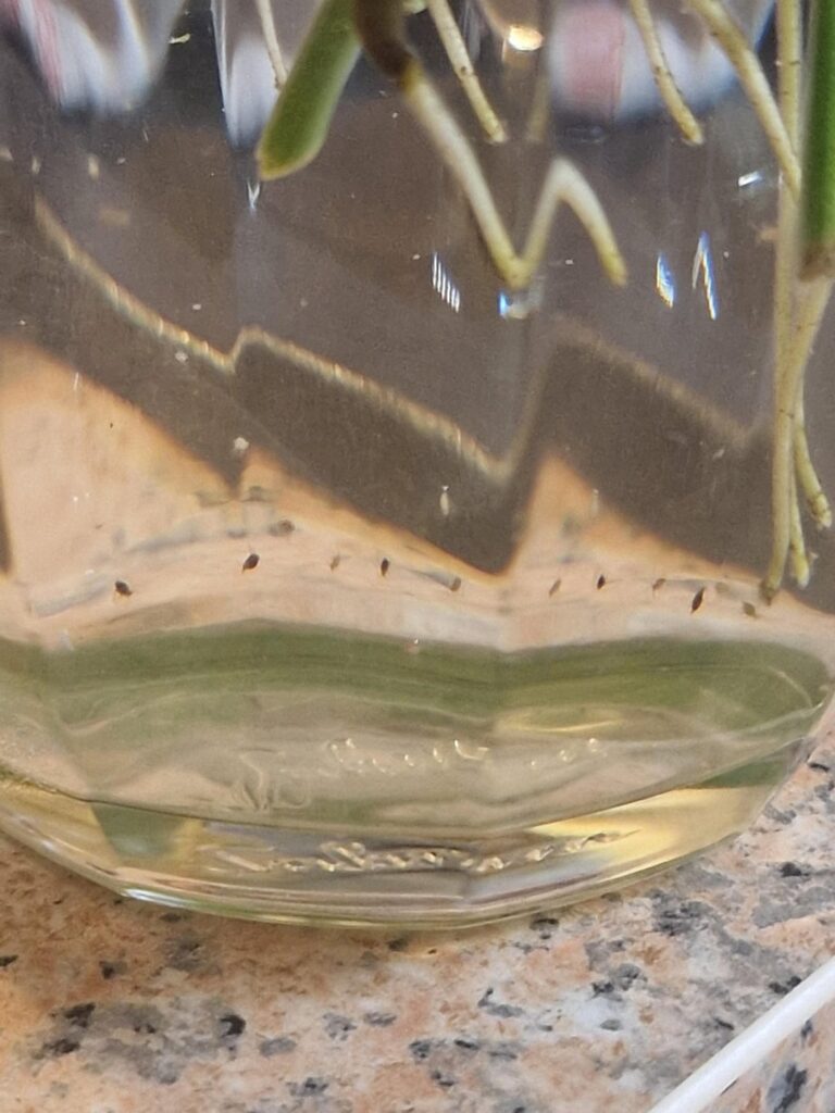 What are these bugs in my water prop? What are these bugs in my water prop?