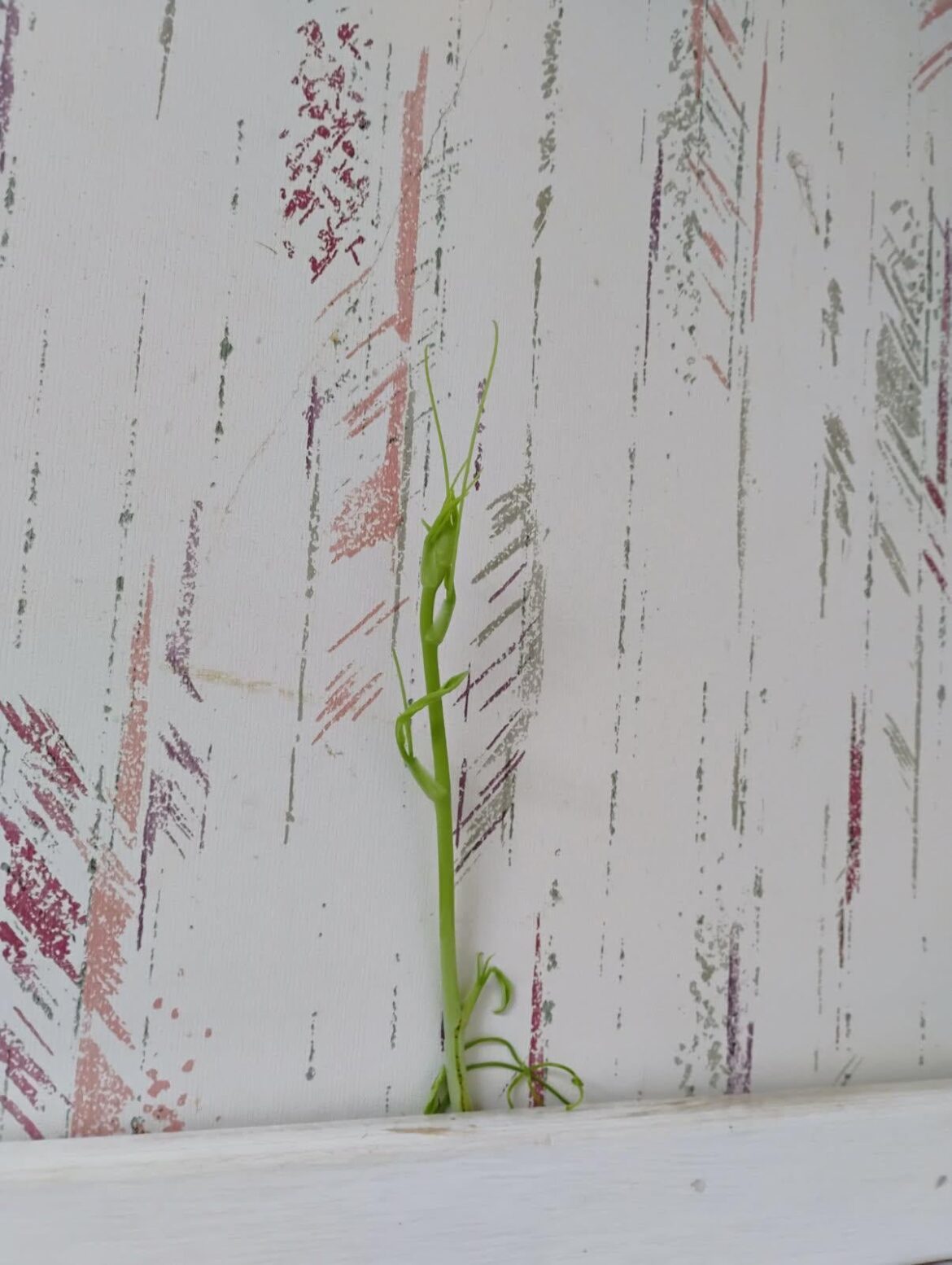 There's a plant growing in the wall above the shower