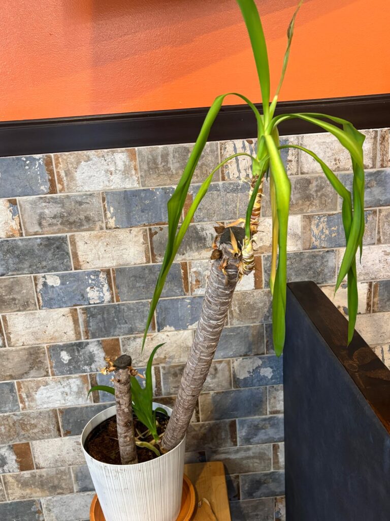 How can I save my parents’ plants? 🙏