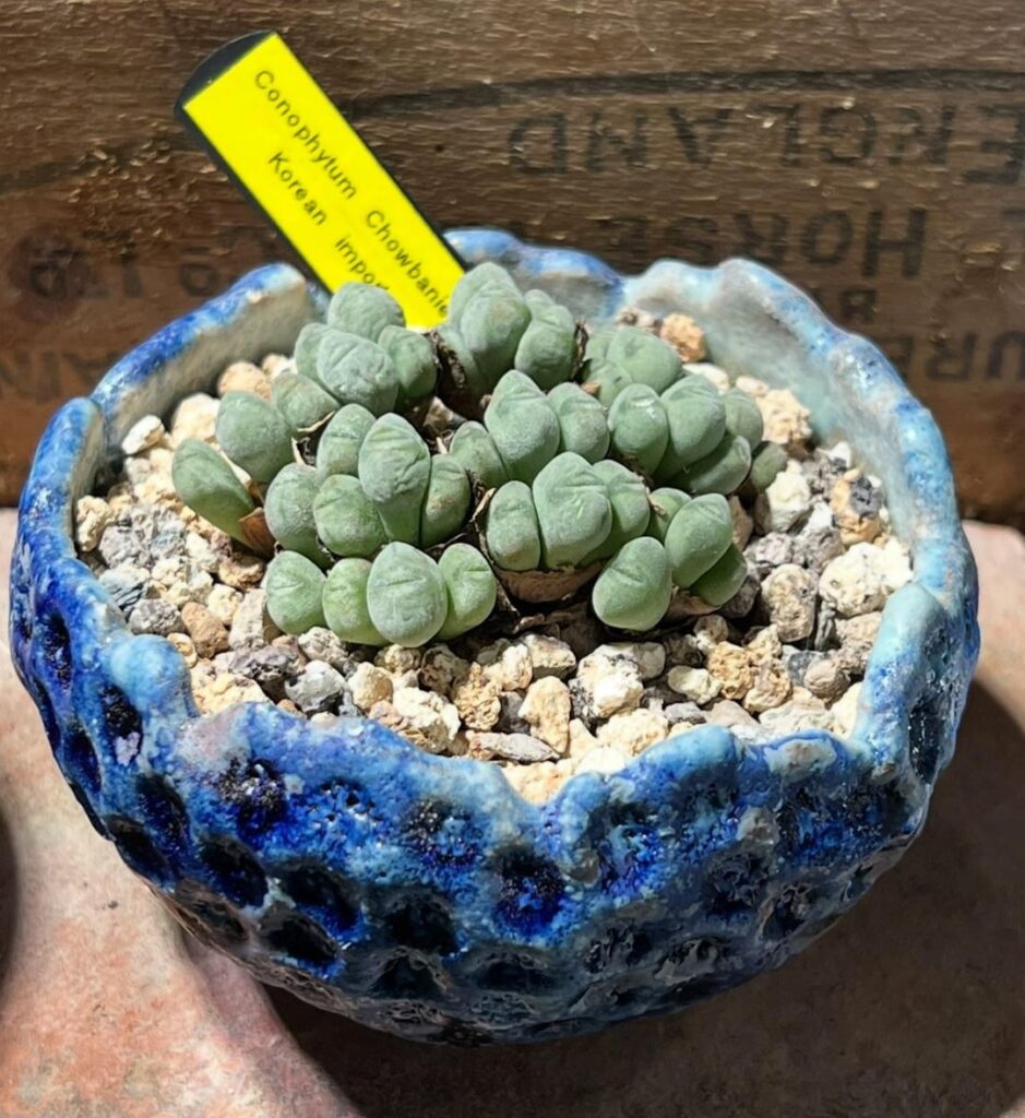 My chowbanier since I got him, Dec22,Feb22,July24,Aug24,Sept24, Oct24 and Dec25