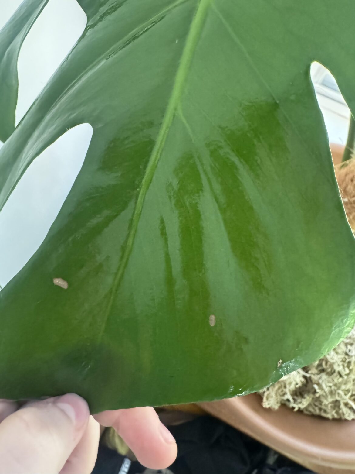 What are these brown spots?