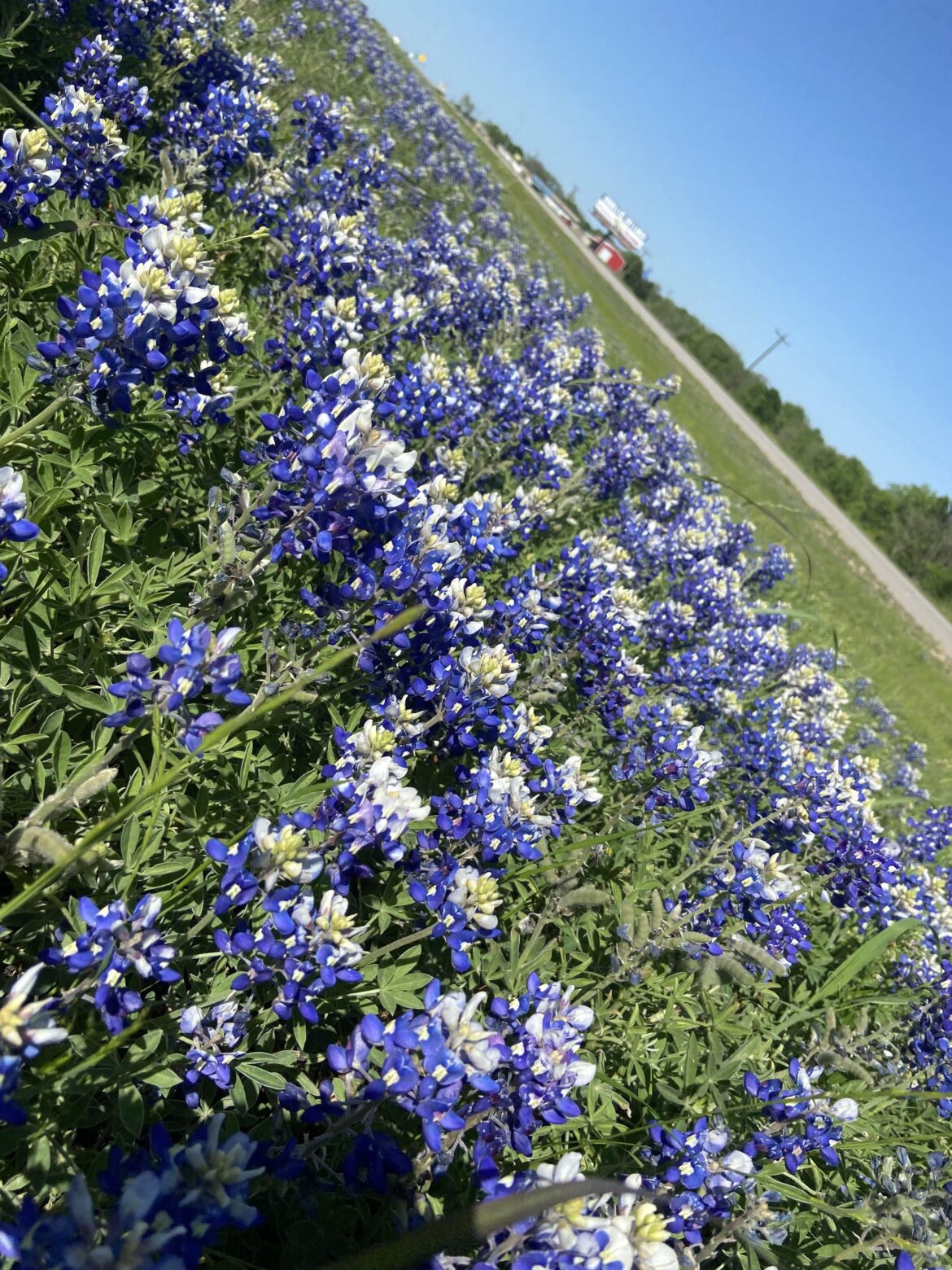 Texas Bluebonnets