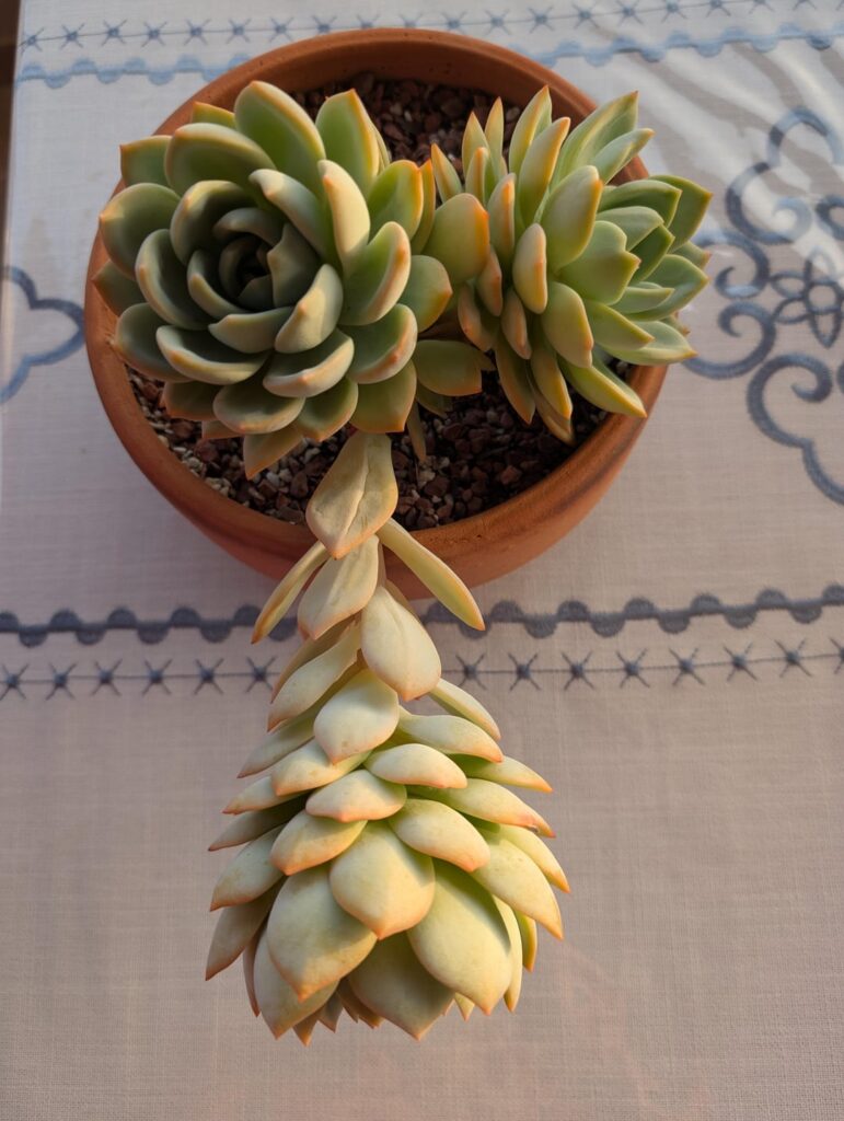 An update on Francesca aka WHAT is going on?
