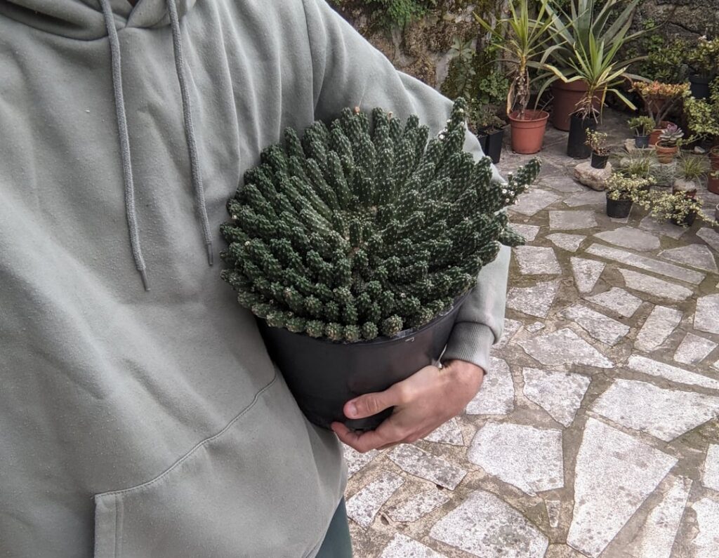 Euphorbia esculenta