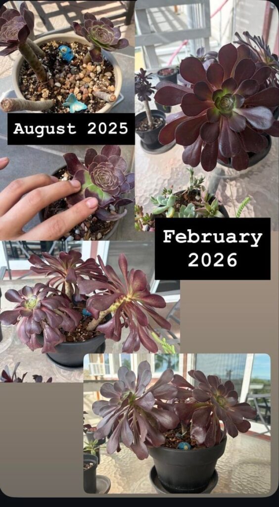 Some of my favorite plant transformations