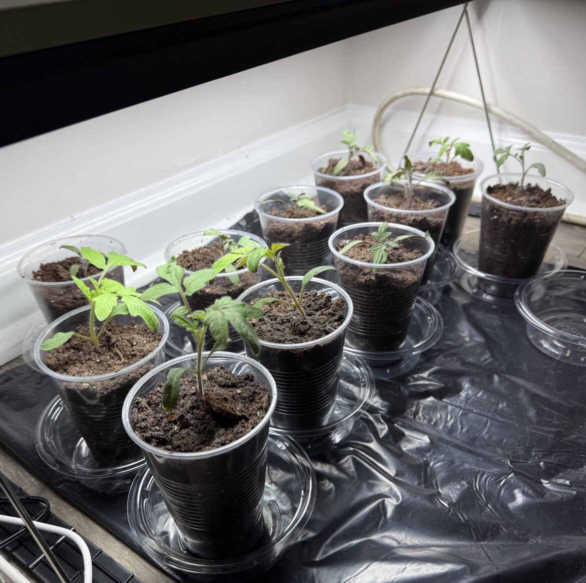 Thoughts/advice on these tomato starts?