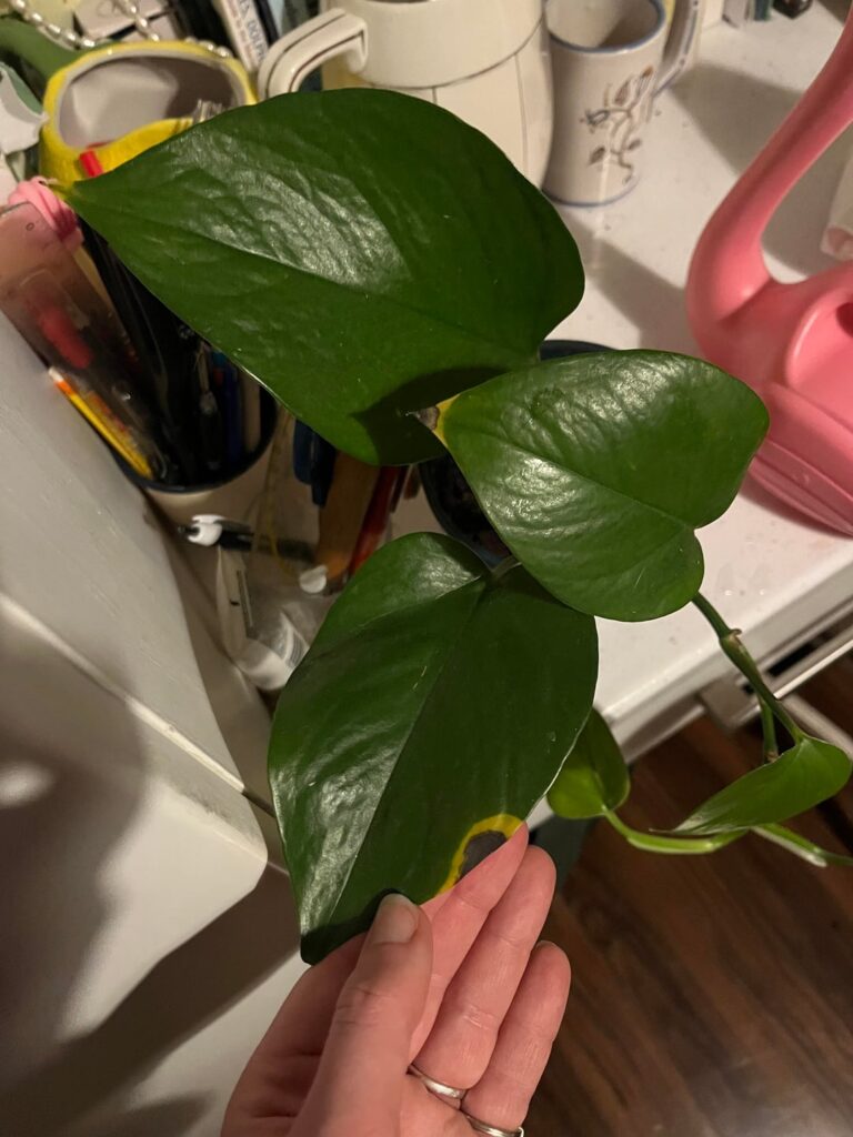 Weird marks on my Pothos