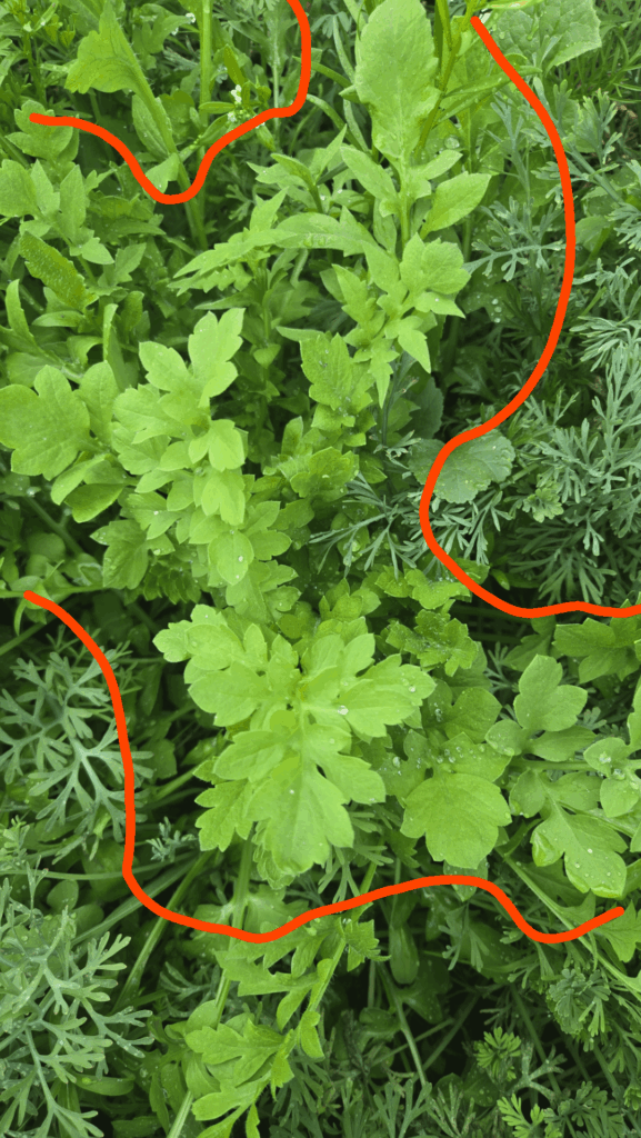 What is this plant?