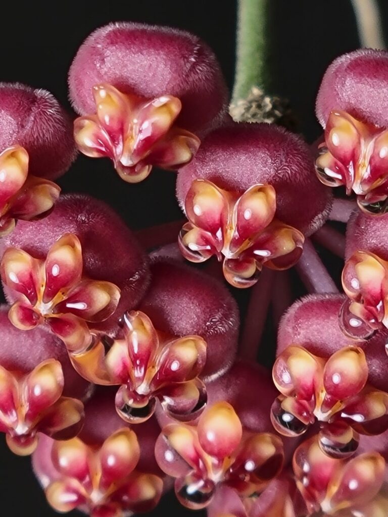 Dewy Hoya Burtoniae