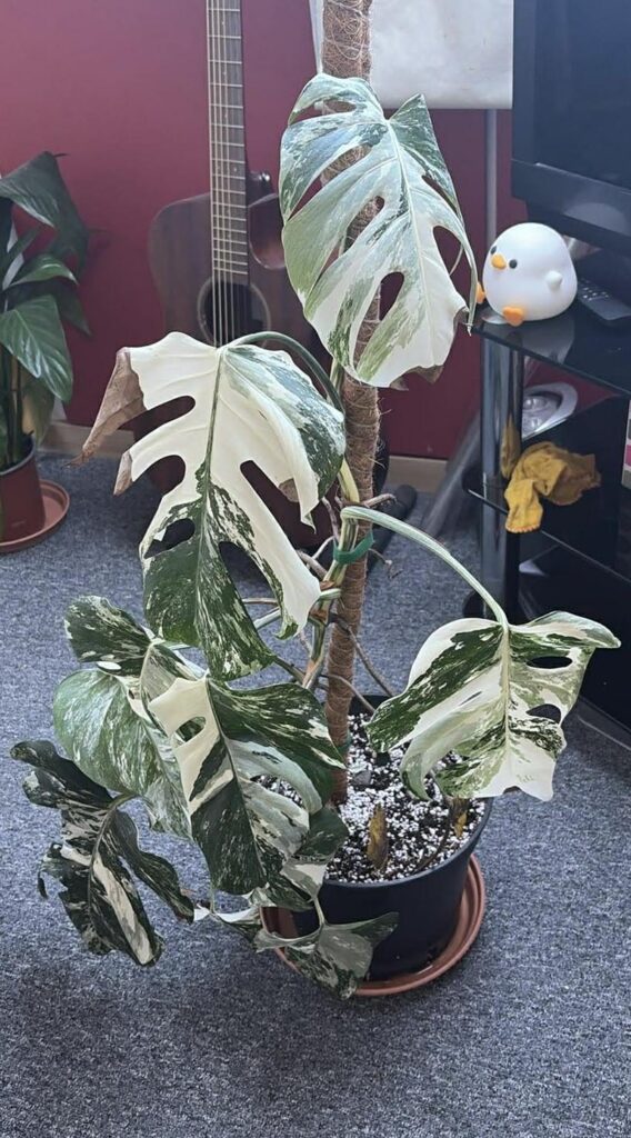Help with monstera