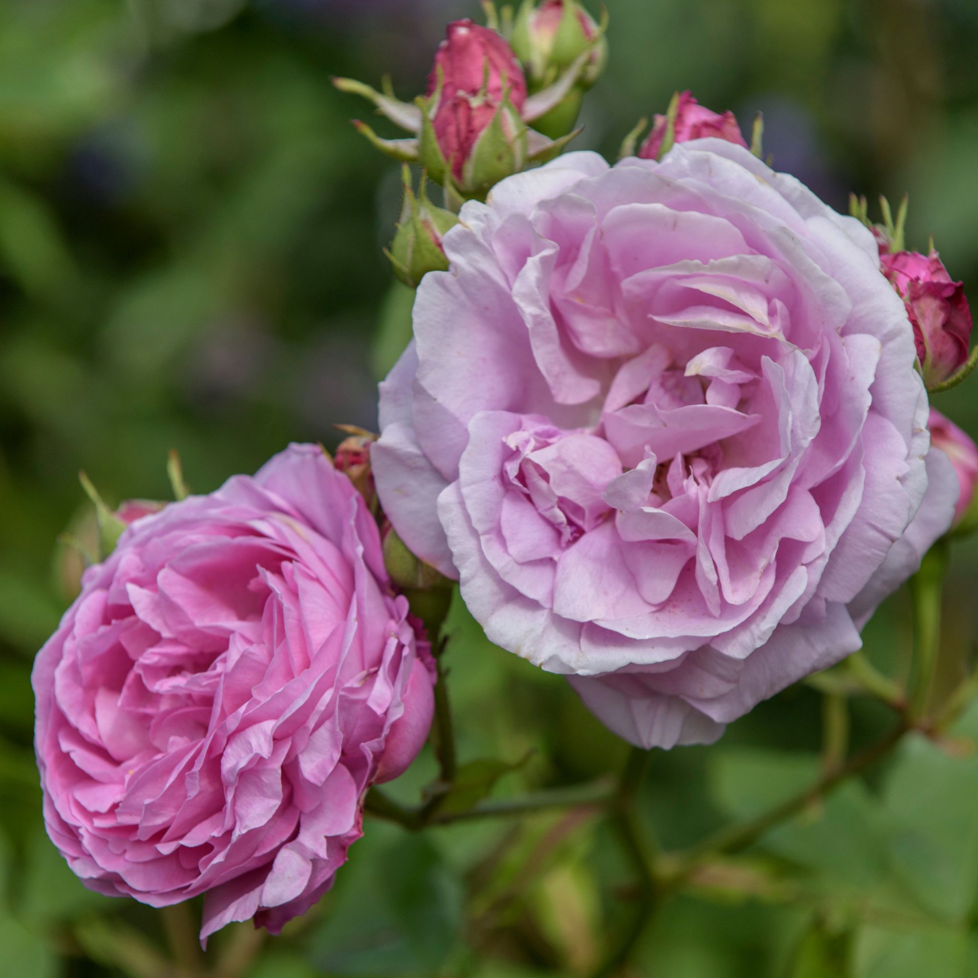 Closeup of pink roses growing on rose plant in garden