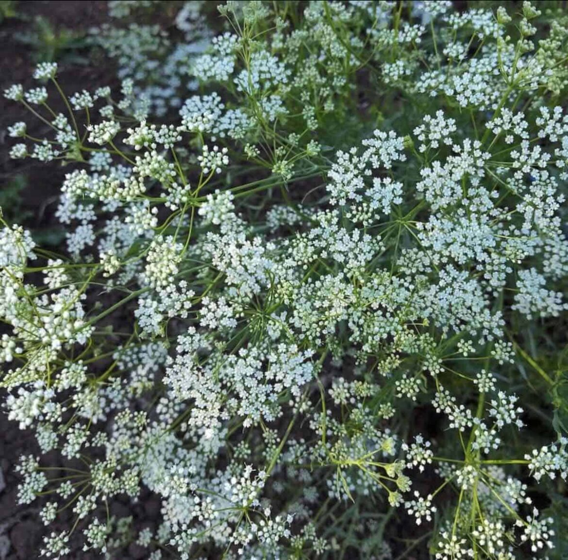 homegrown spice-rack herbs from seed, with sarah kleeger