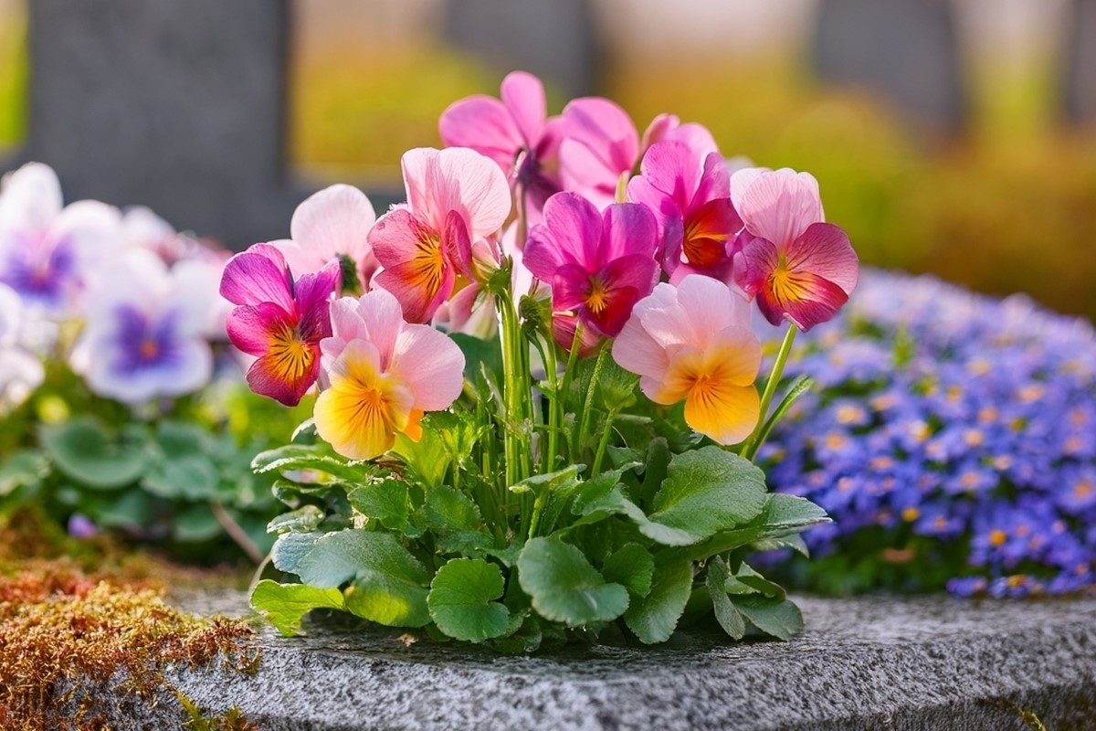 Multicolored violets growing together.